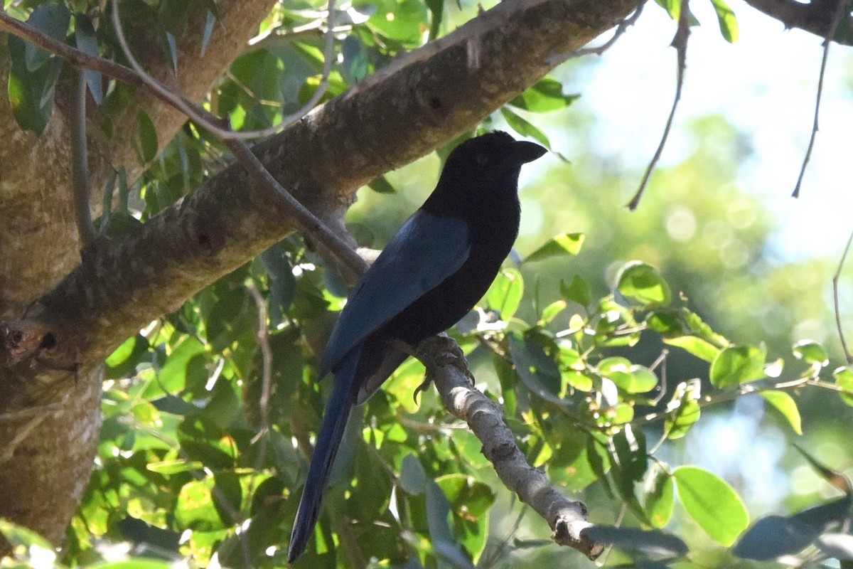 San Blas Jay - ML613764634