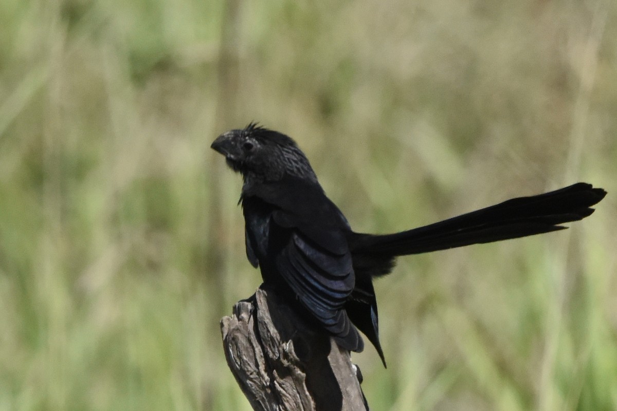 Groove-billed Ani - ML613764646