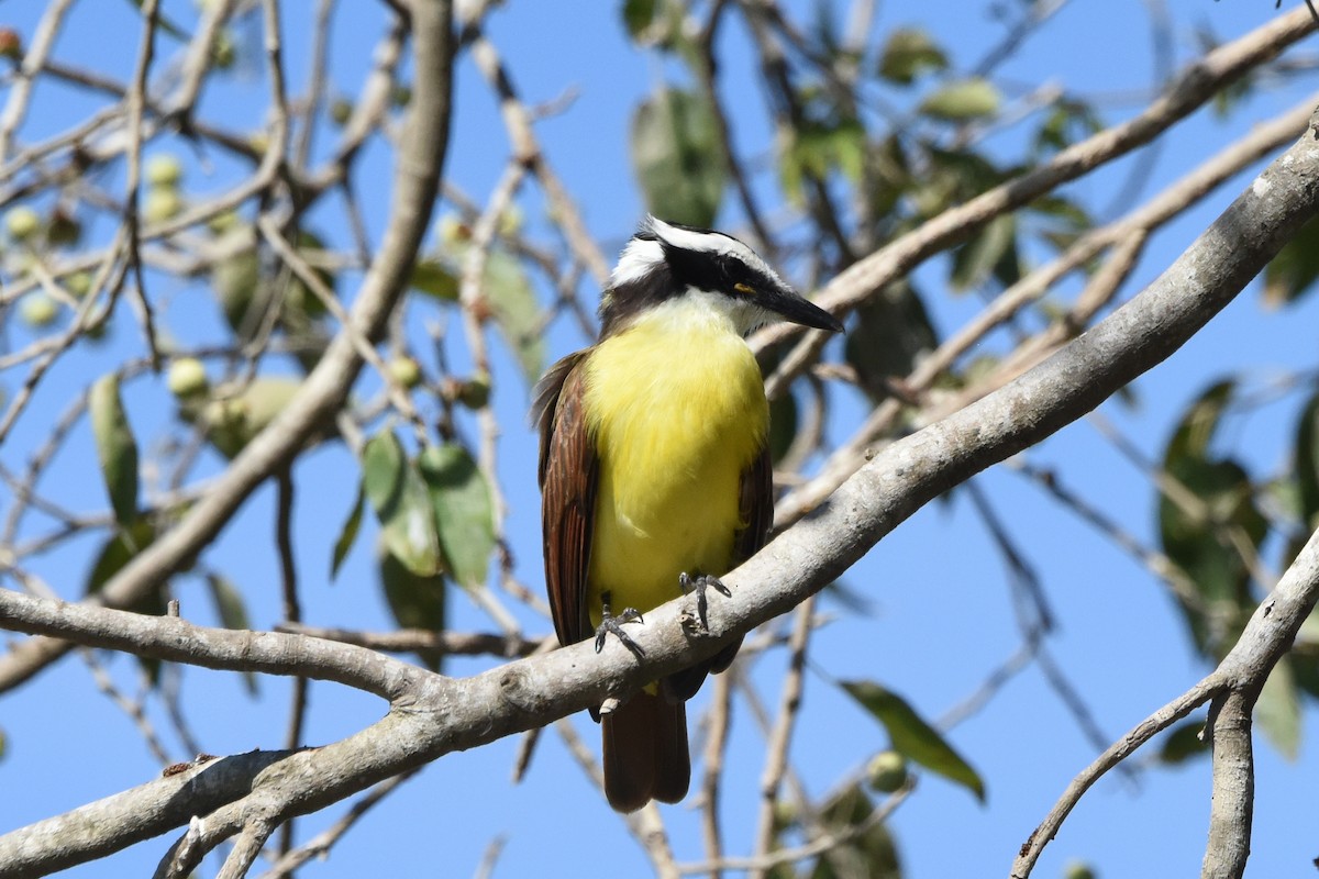 Great Kiskadee - Nick Moore