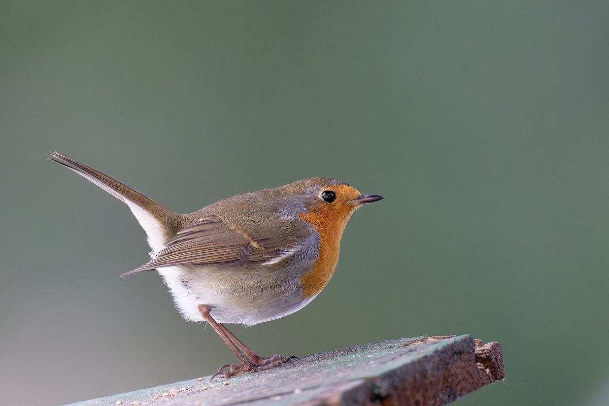 European Robin - ML613764669