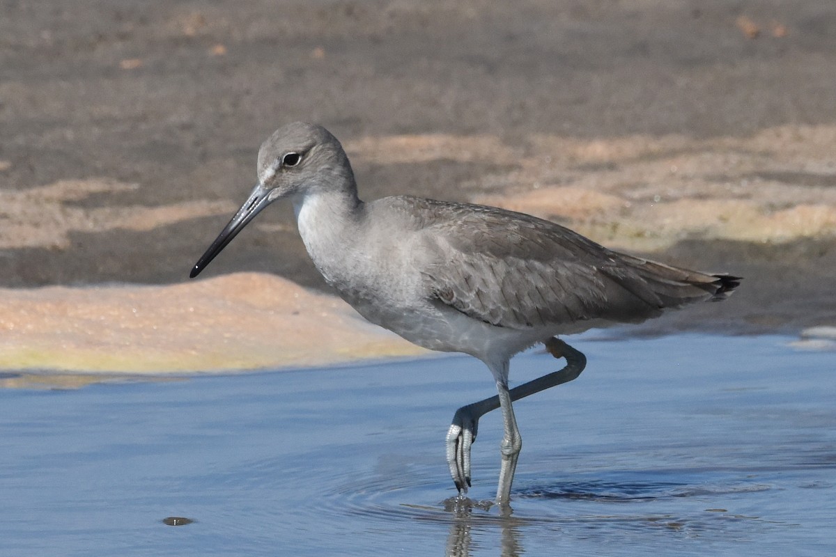 Willet - ML613764694