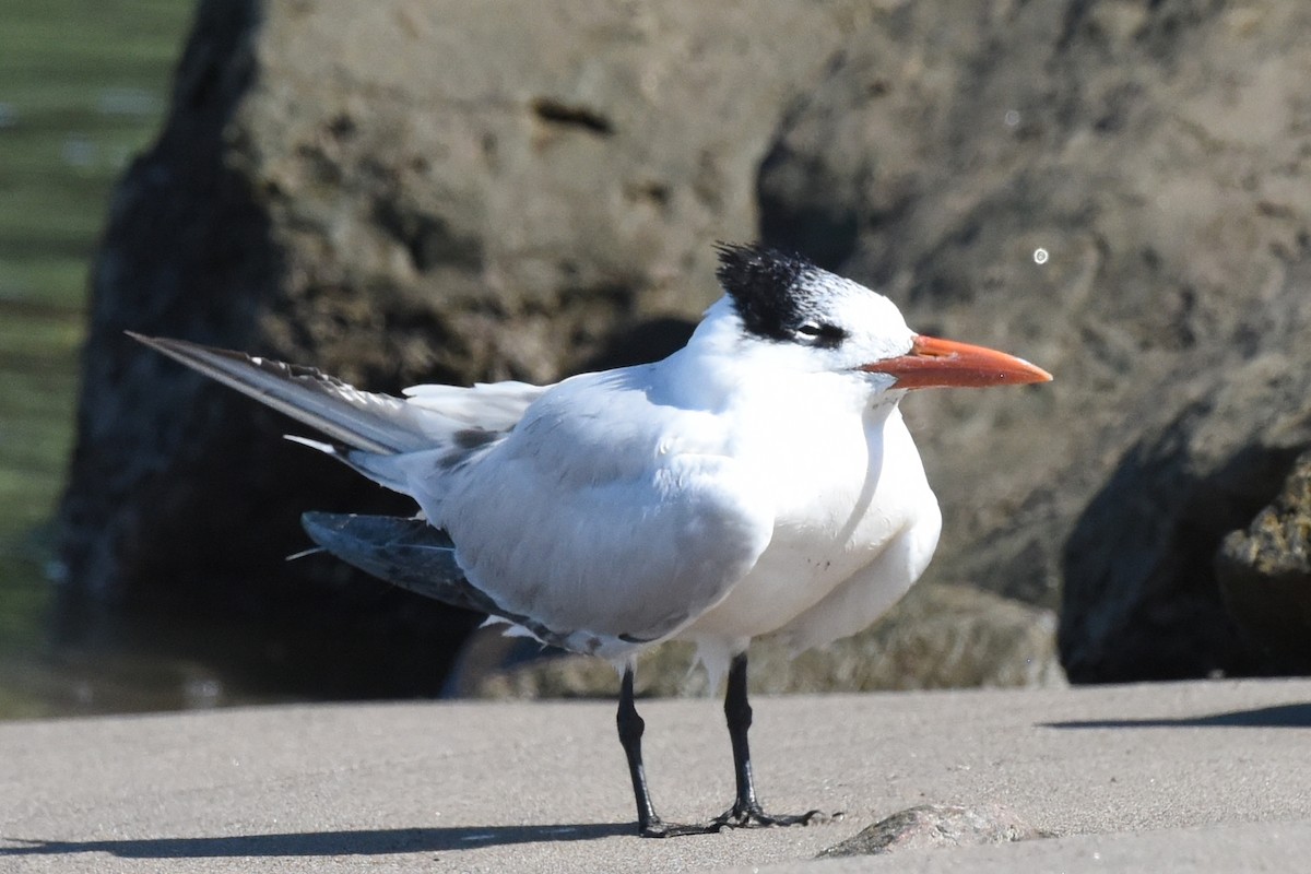 Royal Tern - ML613764700