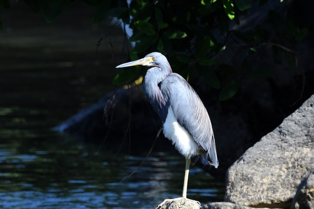 Tricolored Heron - ML613764702