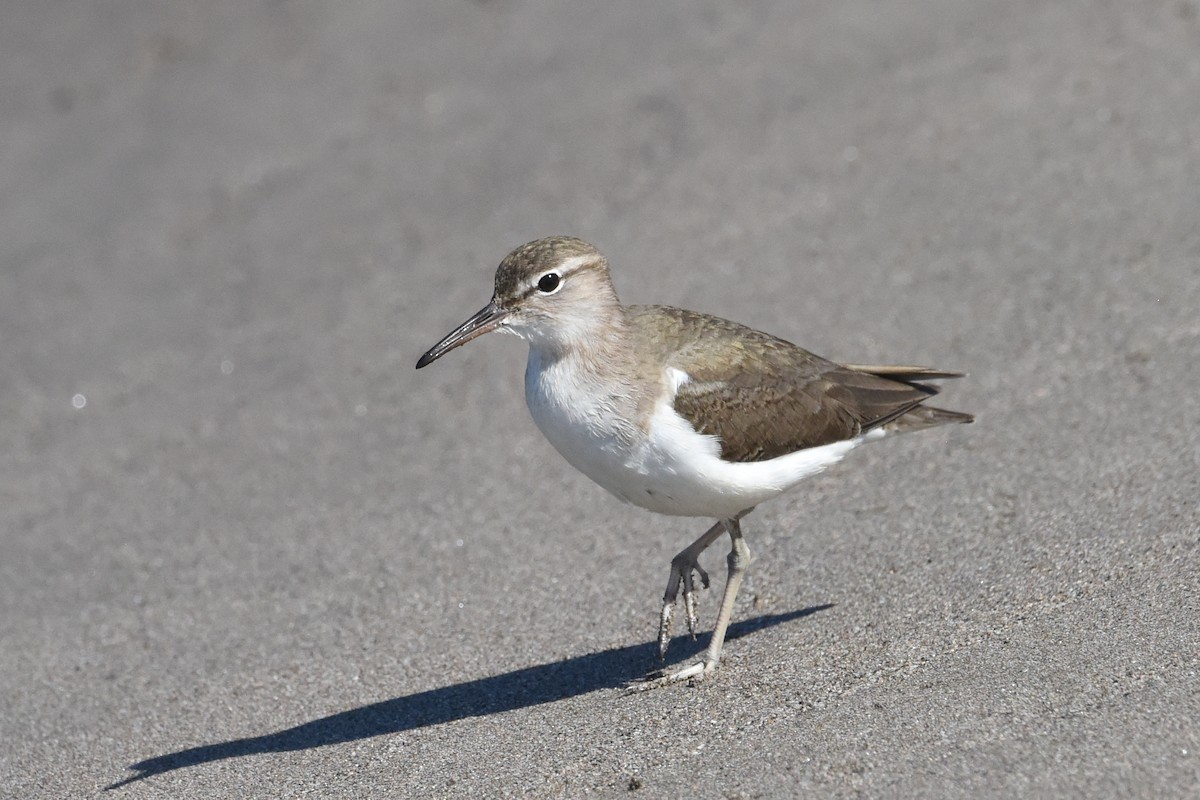 Spotted Sandpiper - ML613764703