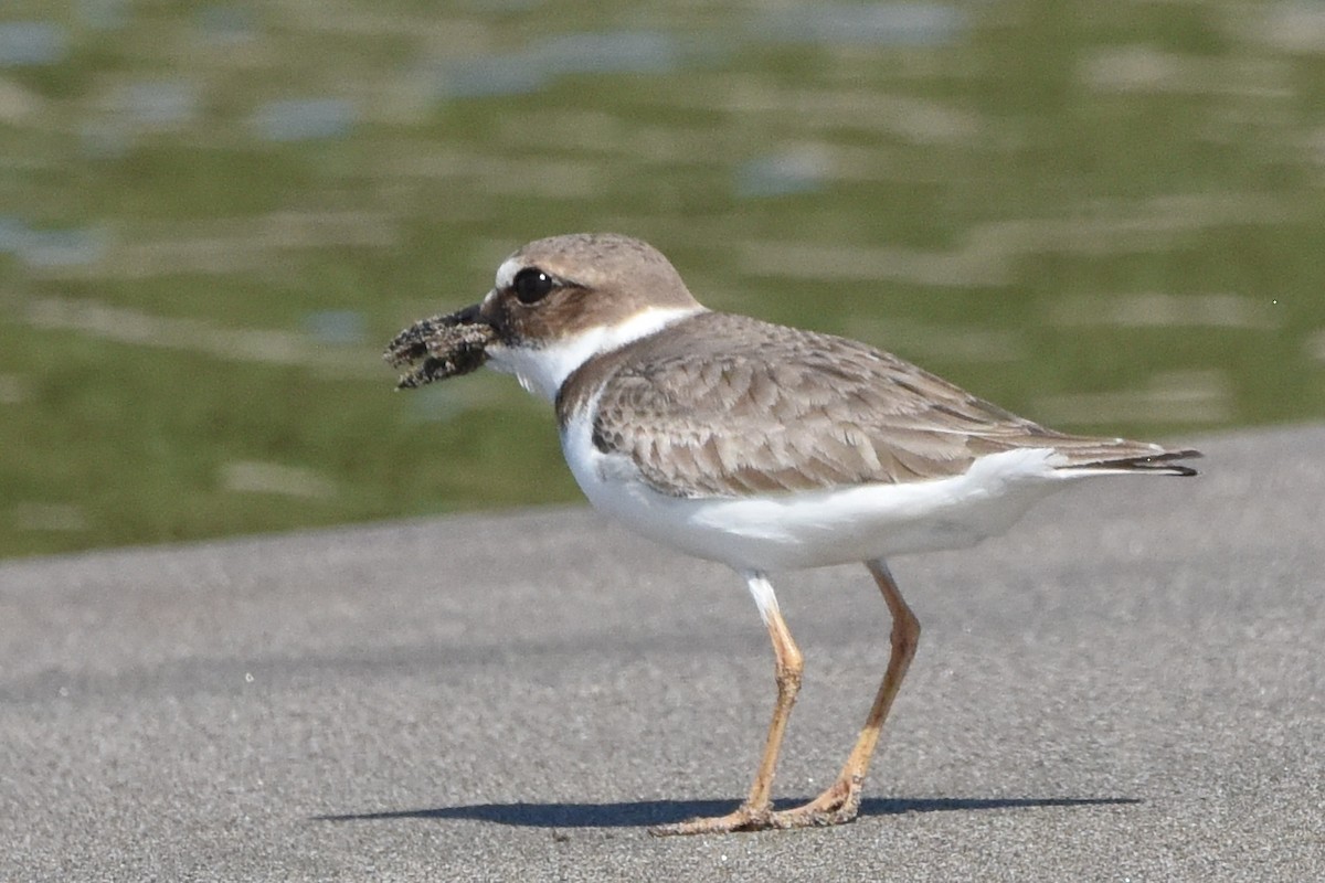 Wilson's Plover - ML613764705