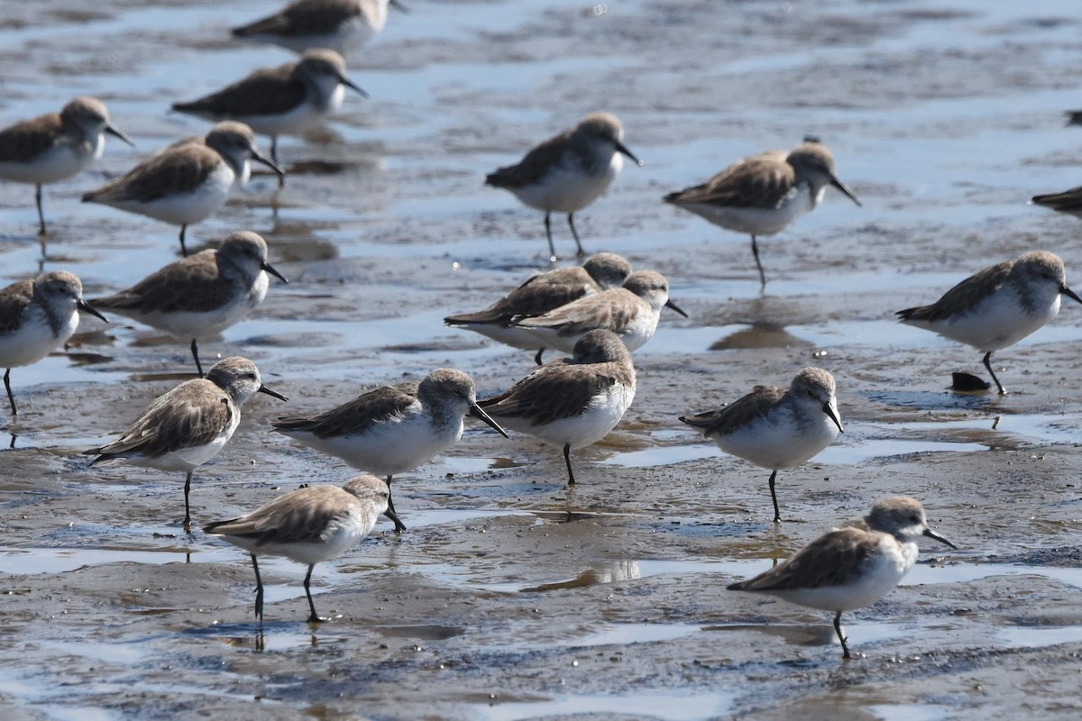 Western Sandpiper - ML613764718