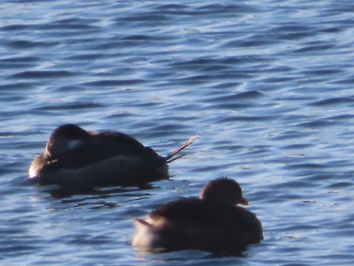 Pied-billed Grebe - ML613764732