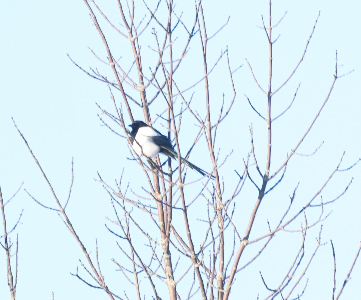 Black-billed Magpie - ML613764758