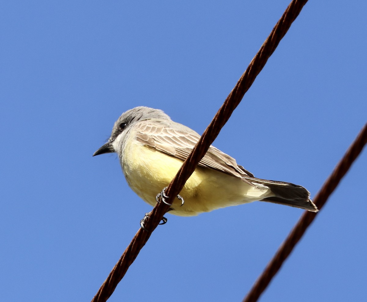 Cassin's Kingbird - ML613764776