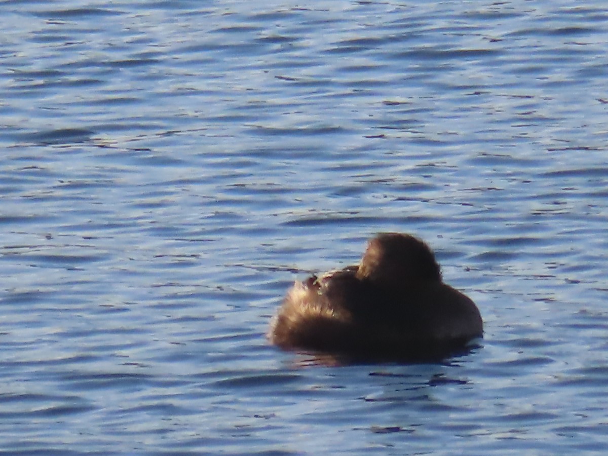 Pied-billed Grebe - ML613764840