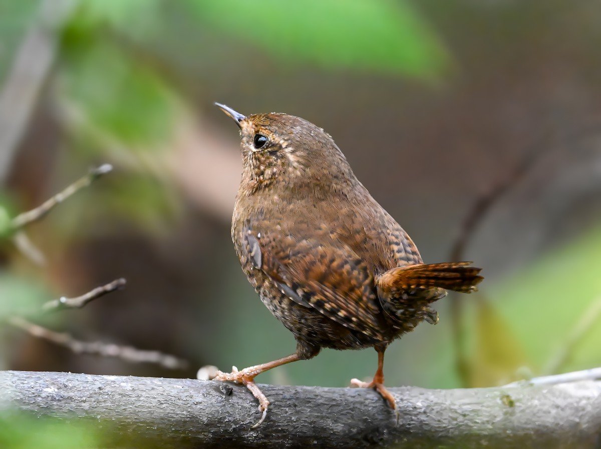 Pacific Wren - ML613764867