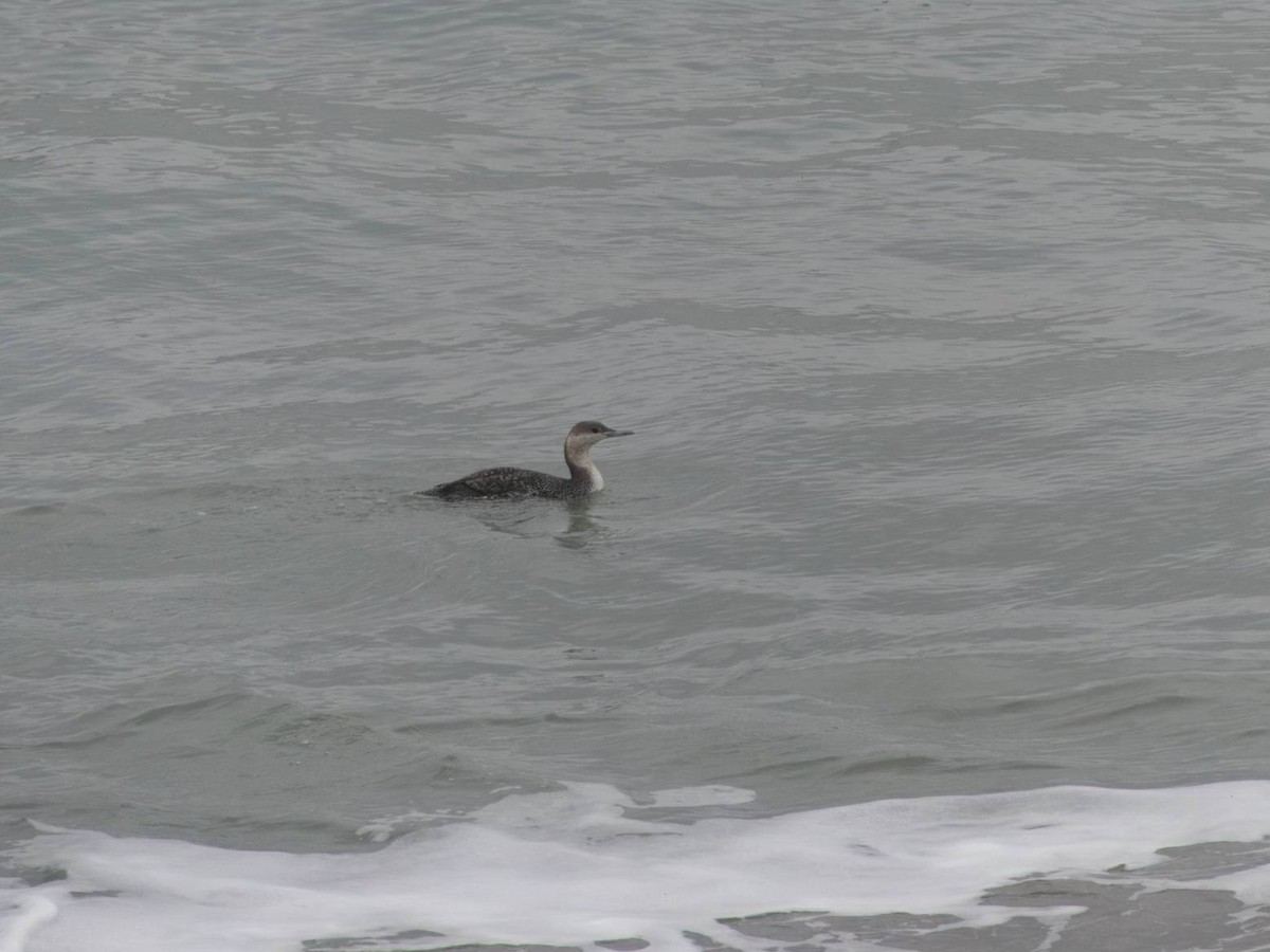 Red-throated Loon - ML613764975
