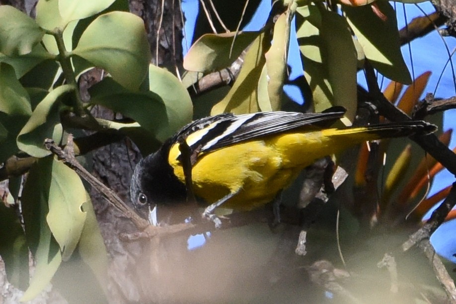 Oriole jaune-verdâtre - ML613765051