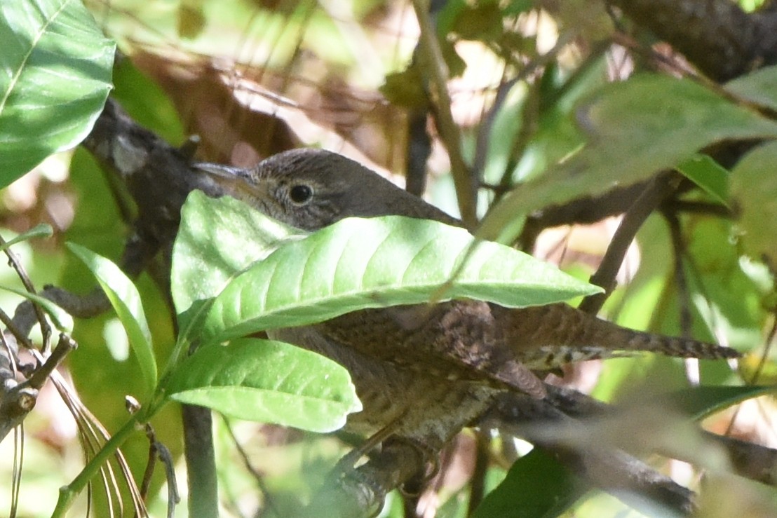 House Wren - ML613765071