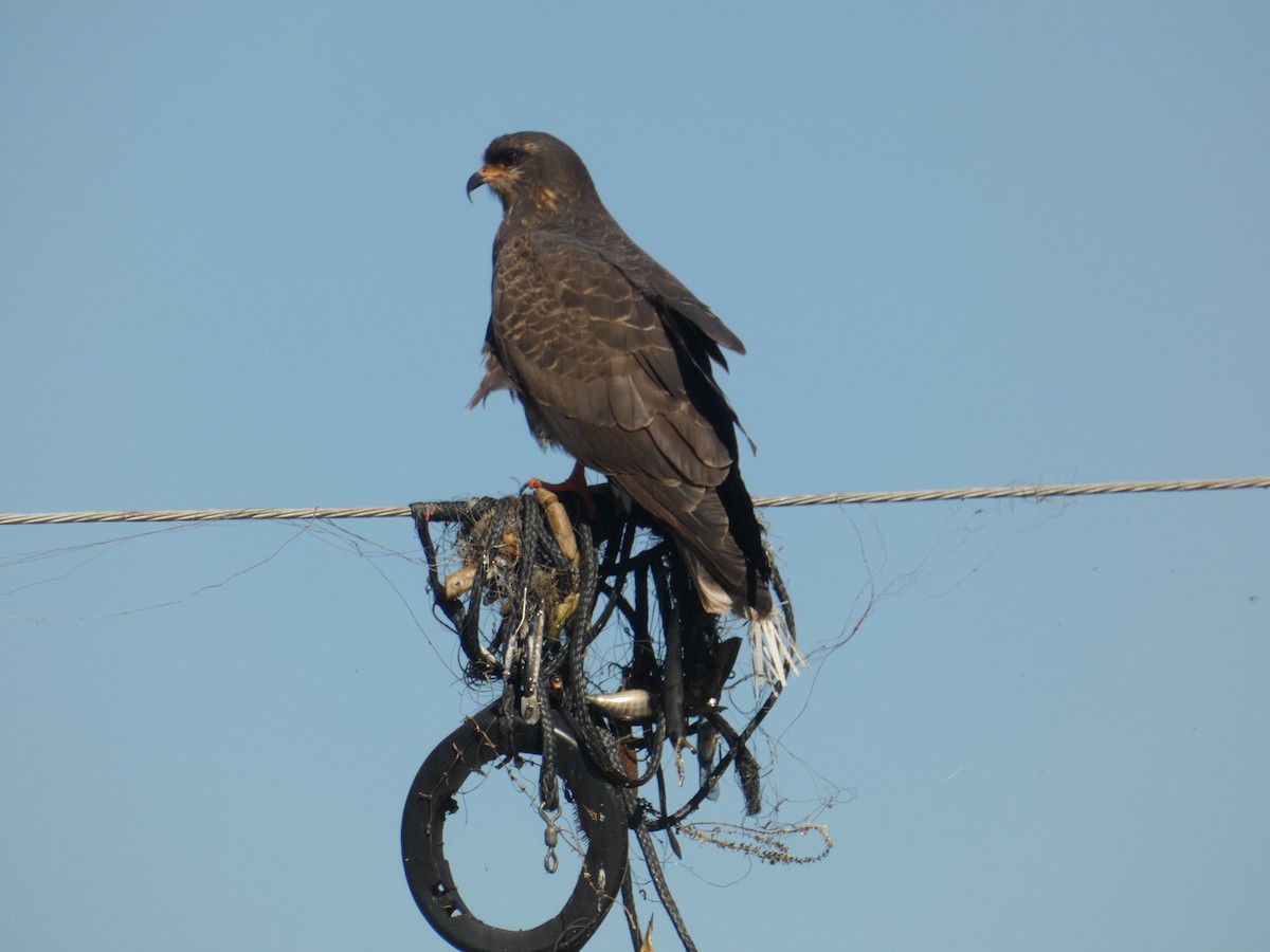 Snail Kite - ML613765126