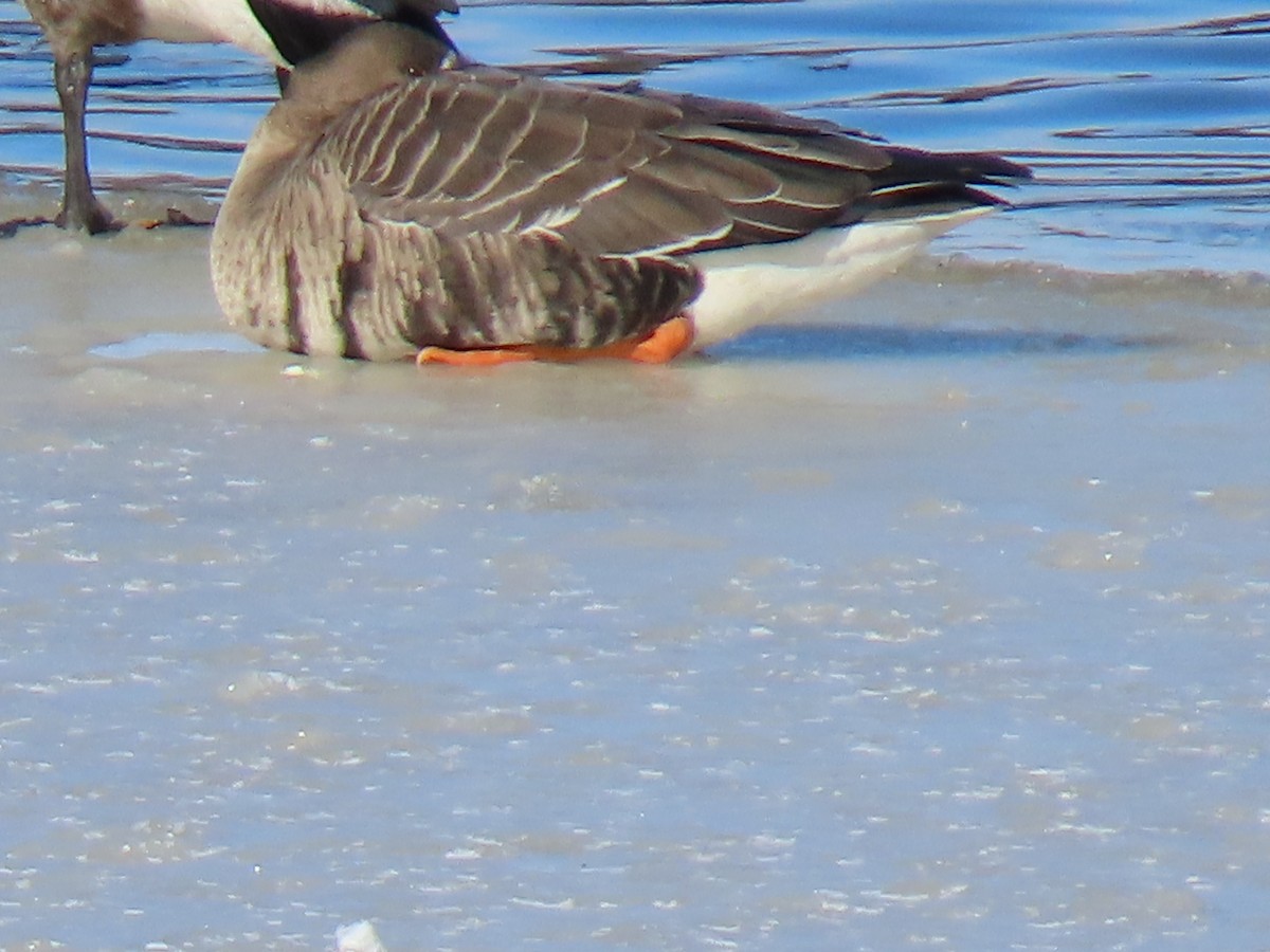 Greater White-fronted Goose - ML613765165