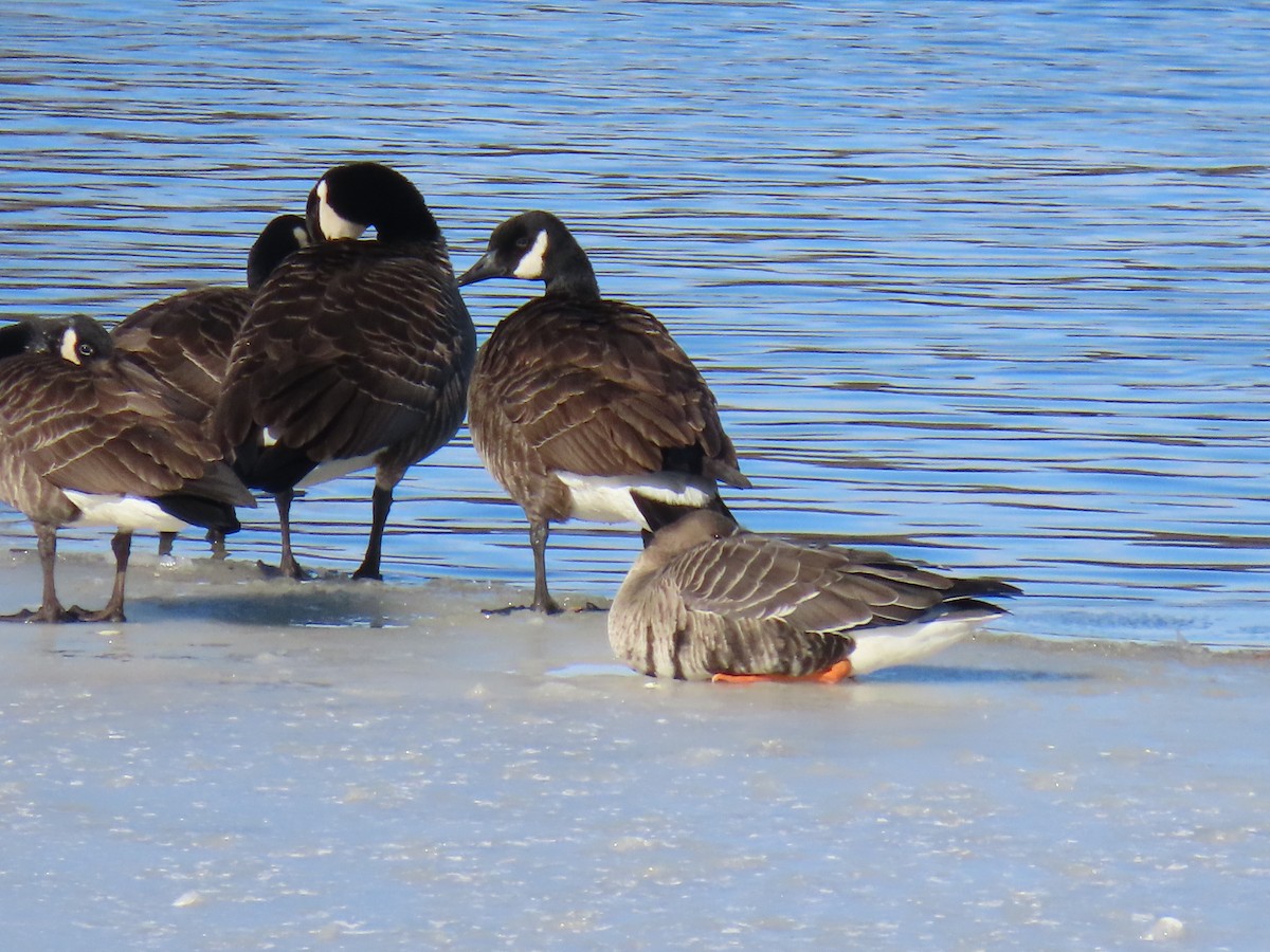 Greater White-fronted Goose - ML613765166