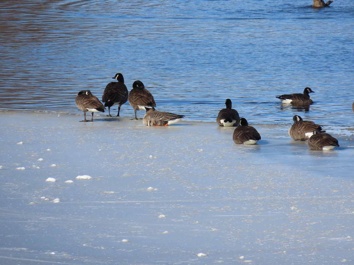 Greater White-fronted Goose - ML613765167