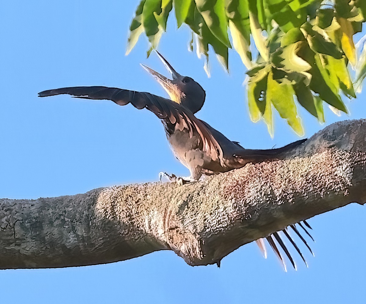 Great Slaty Woodpecker - Mandy Talpas -Hawaii Bird Tours