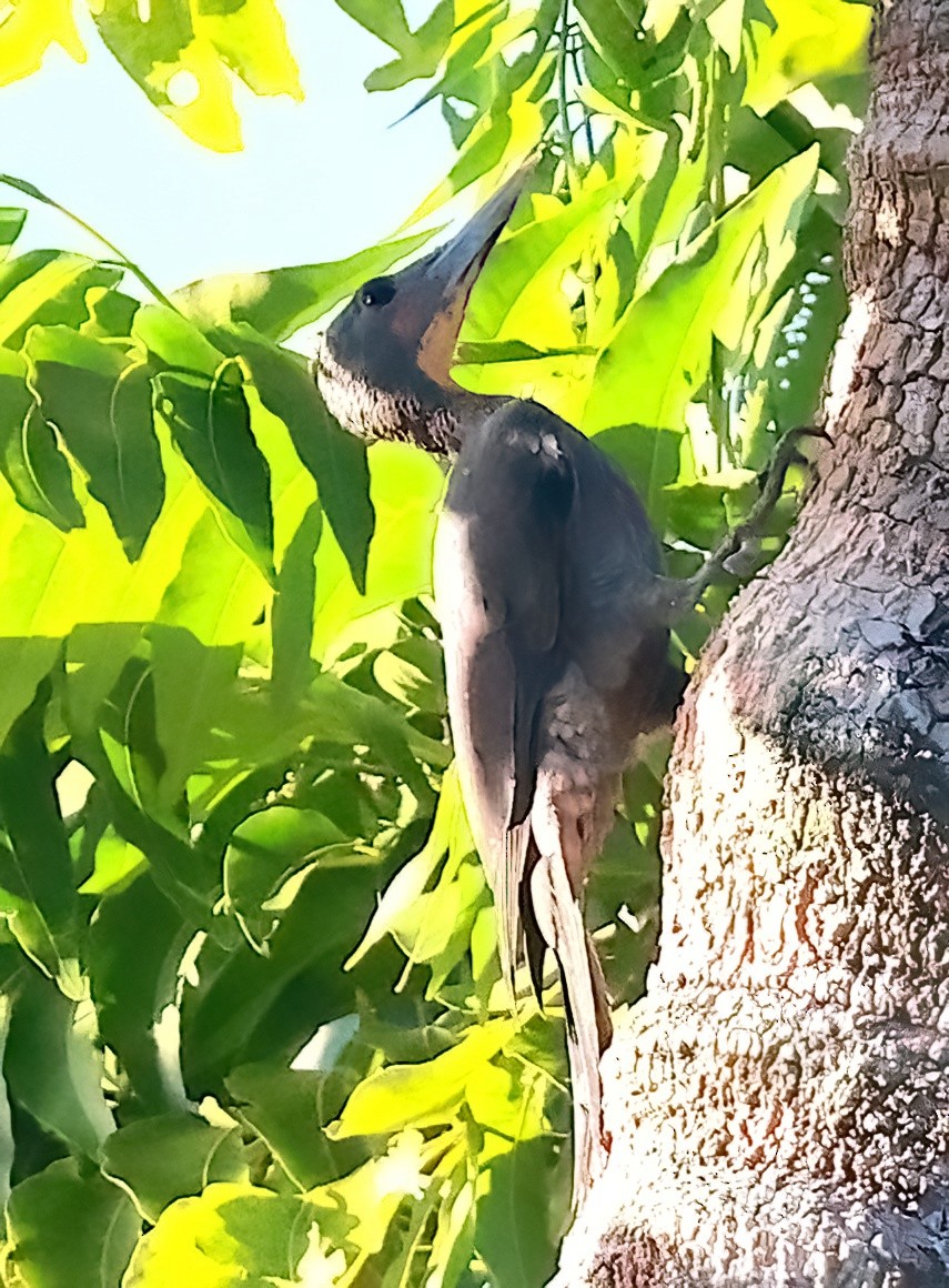 Great Slaty Woodpecker - Mandy Talpas -Hawaii Bird Tours