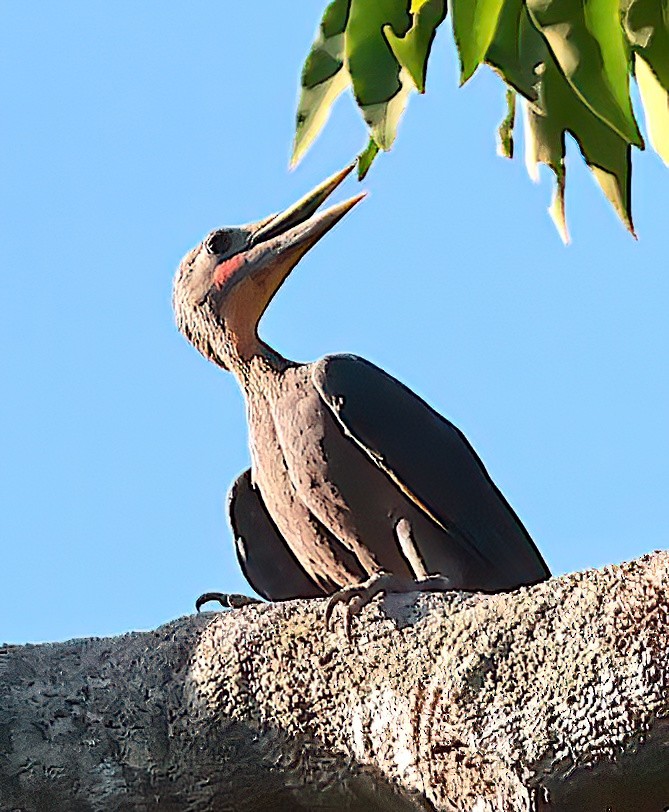 Great Slaty Woodpecker - Mandy Talpas -Hawaii Bird Tours