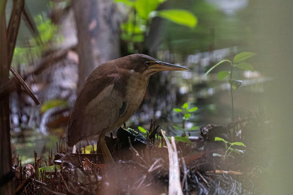 Schrenck's Bittern - Jared HJ Tan