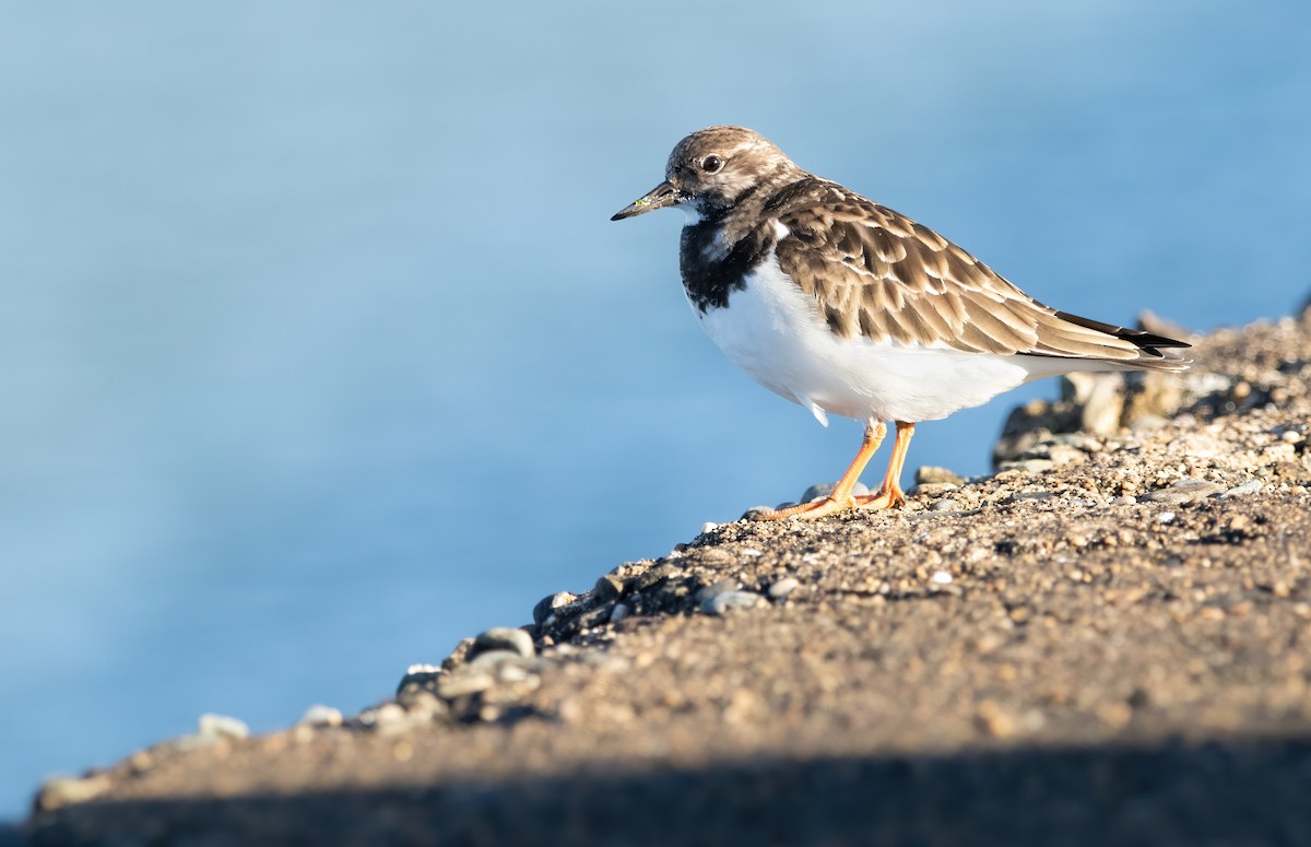 Ruddy Turnstone - ML613765191