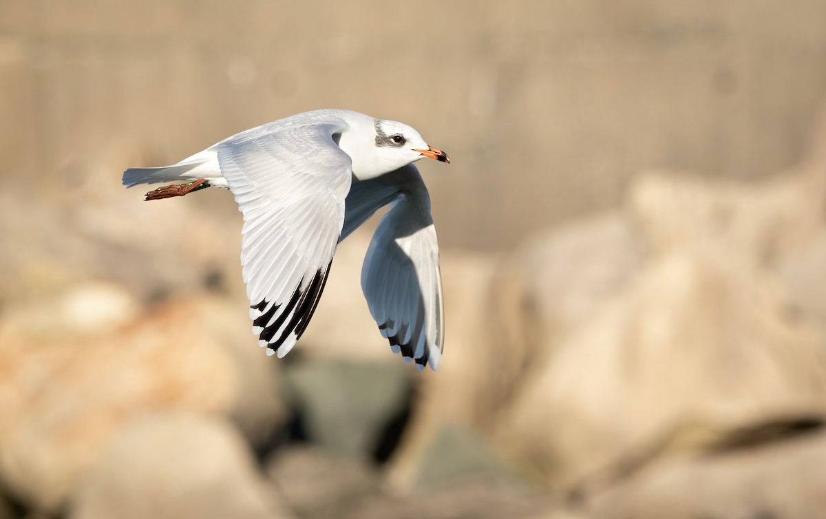 Mouette mélanocéphale - ML613765197