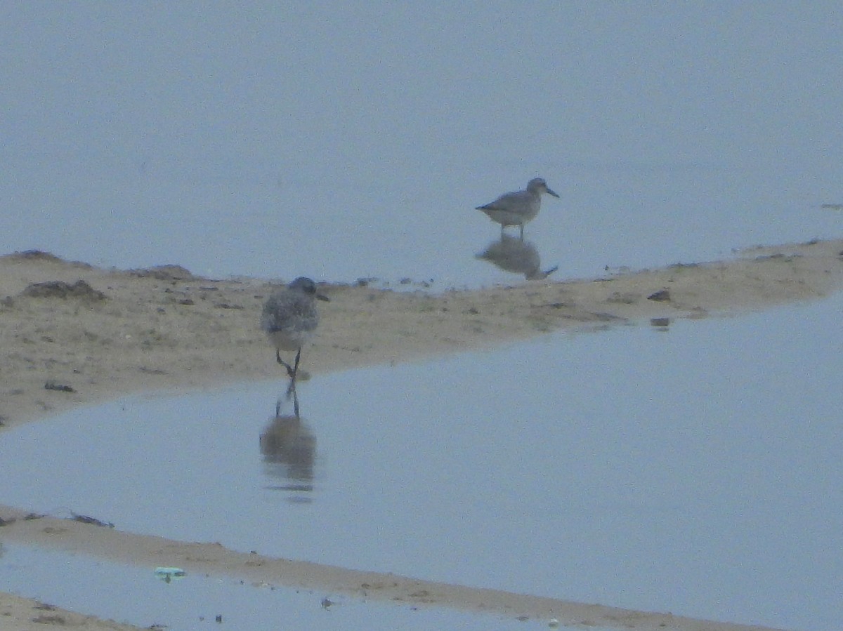 Red Knot - ML613765204