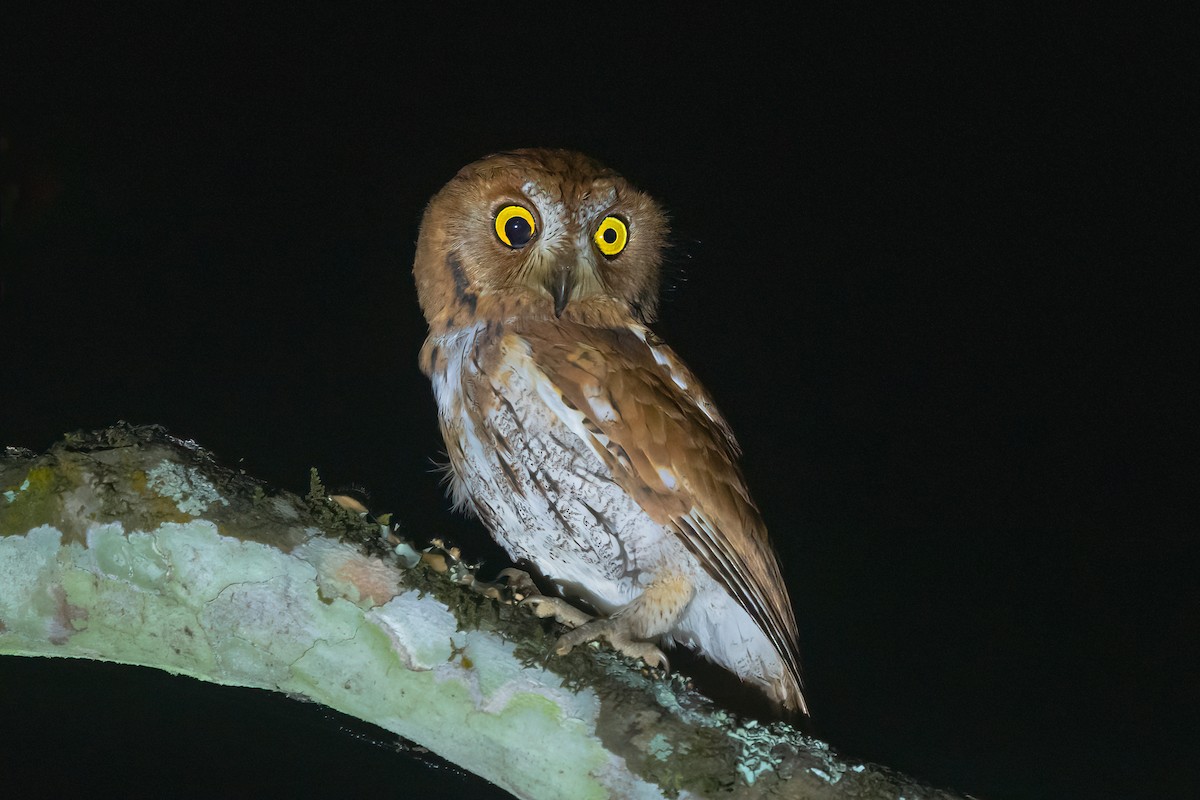 Oriental Scops-Owl - ML613765321