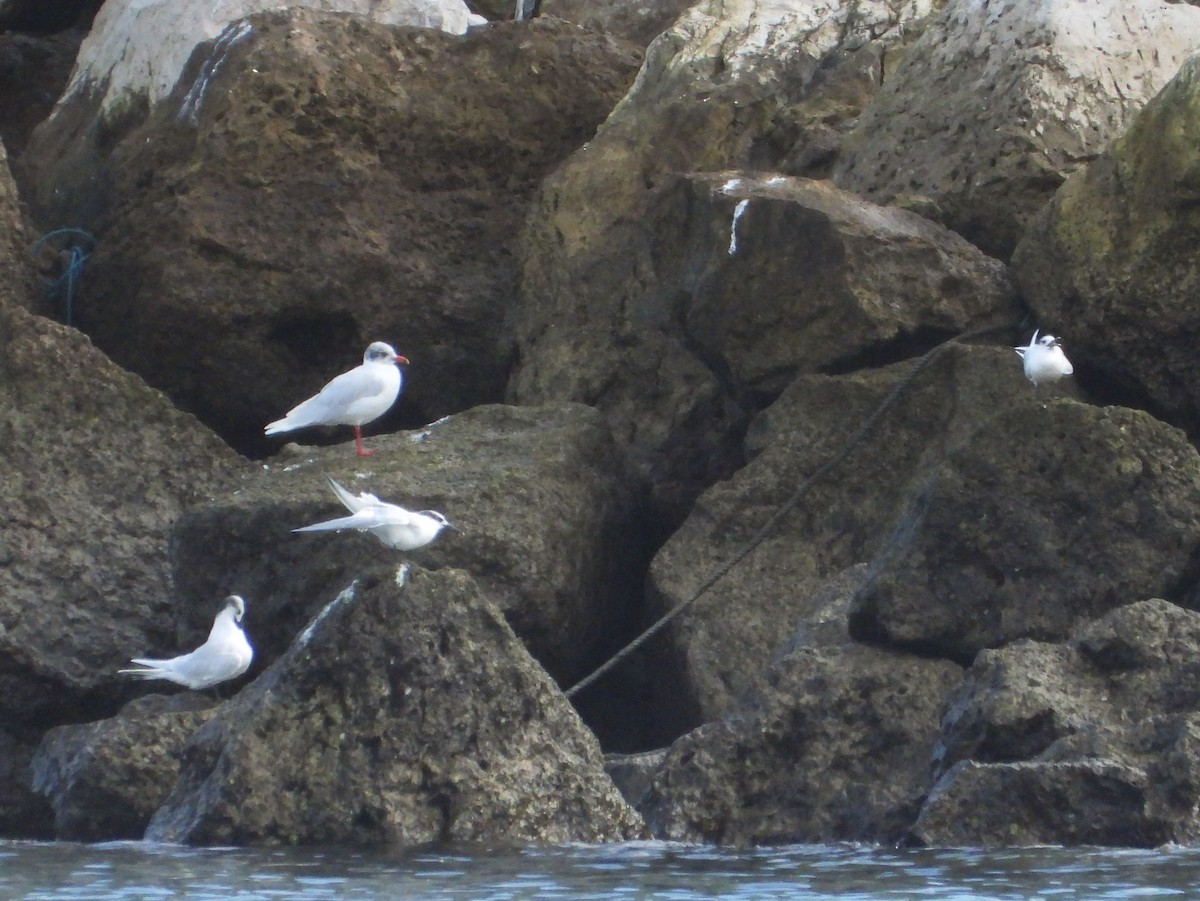 Gaviota Cabecinegra - ML613765400