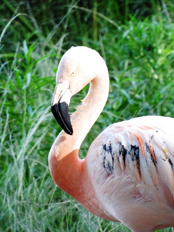 Chilean Flamingo - ML61376541