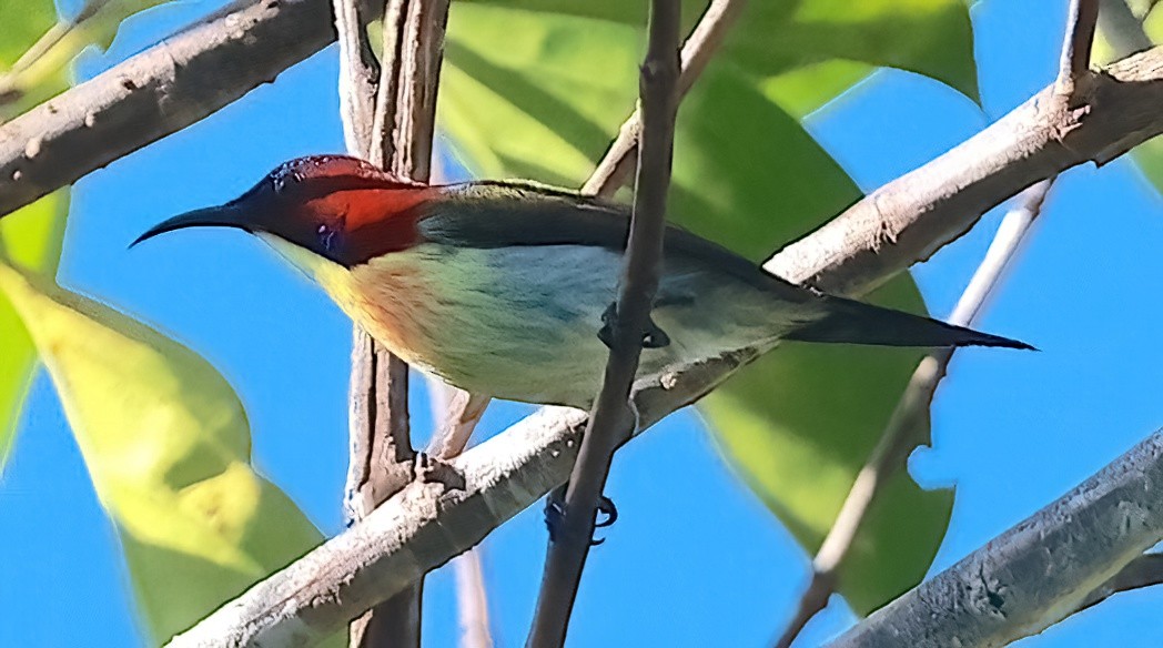 Lovely Sunbird - Mandy Talpas -Hawaii Bird Tours