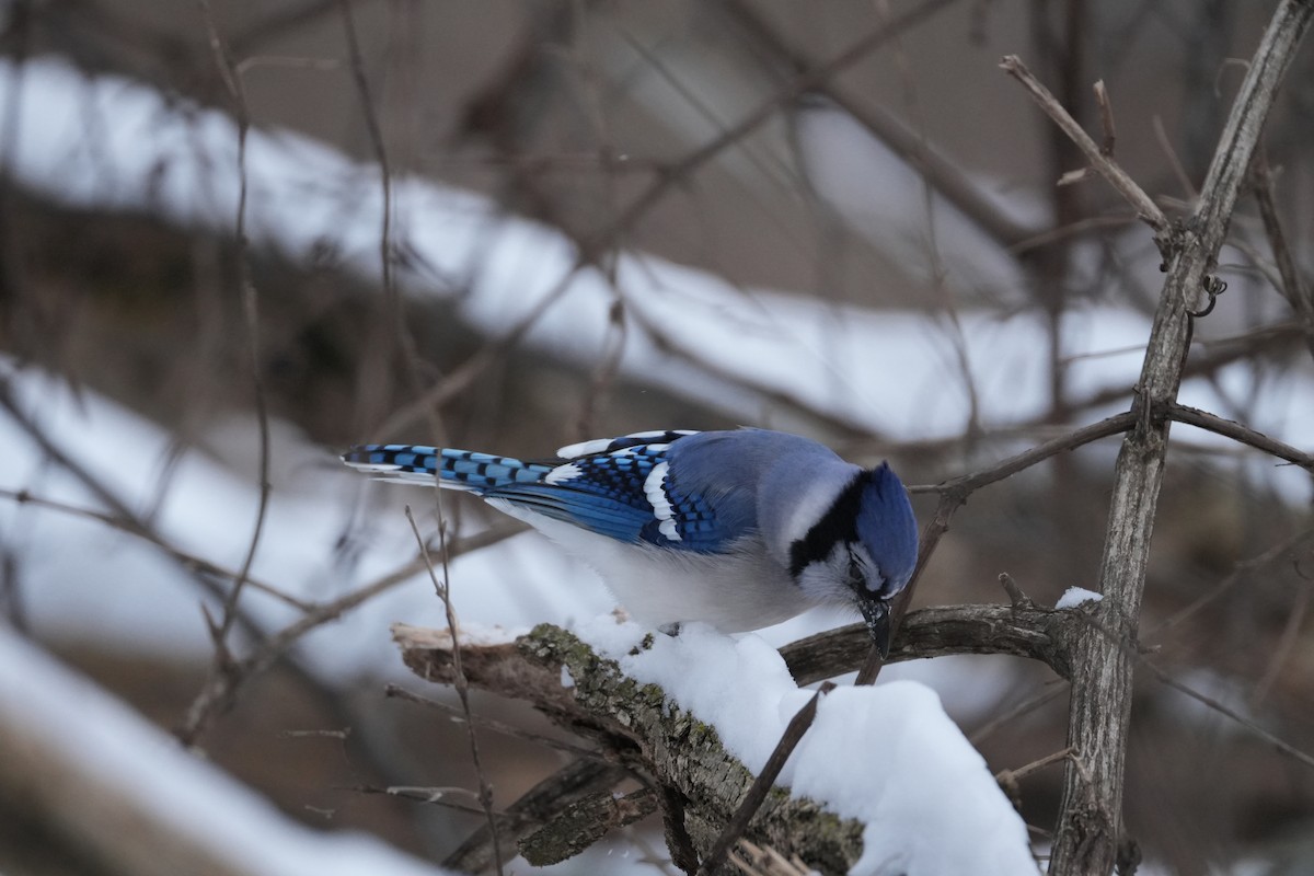 Blue Jay - ML613765524