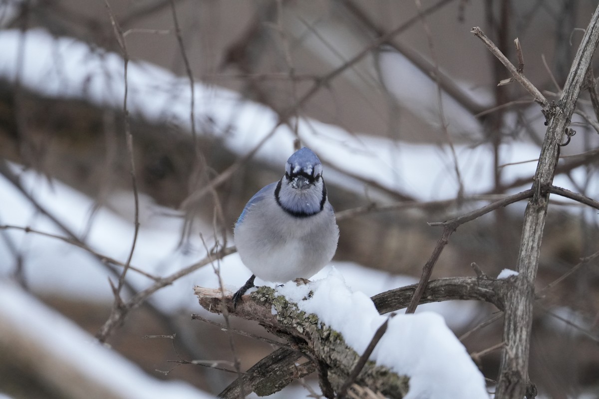 Blue Jay - ML613765525