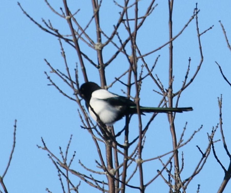 Black-billed Magpie - ML613765572