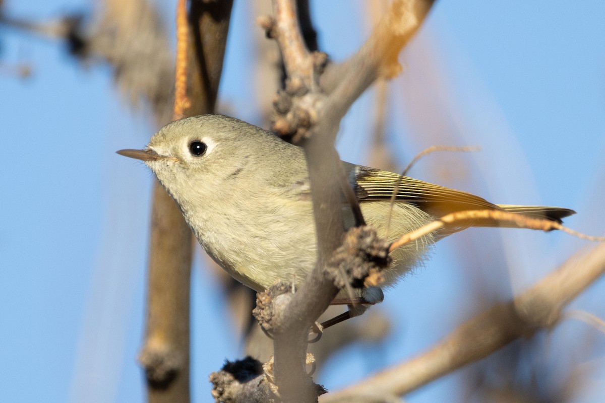 Ruby-crowned Kinglet - ML613765641