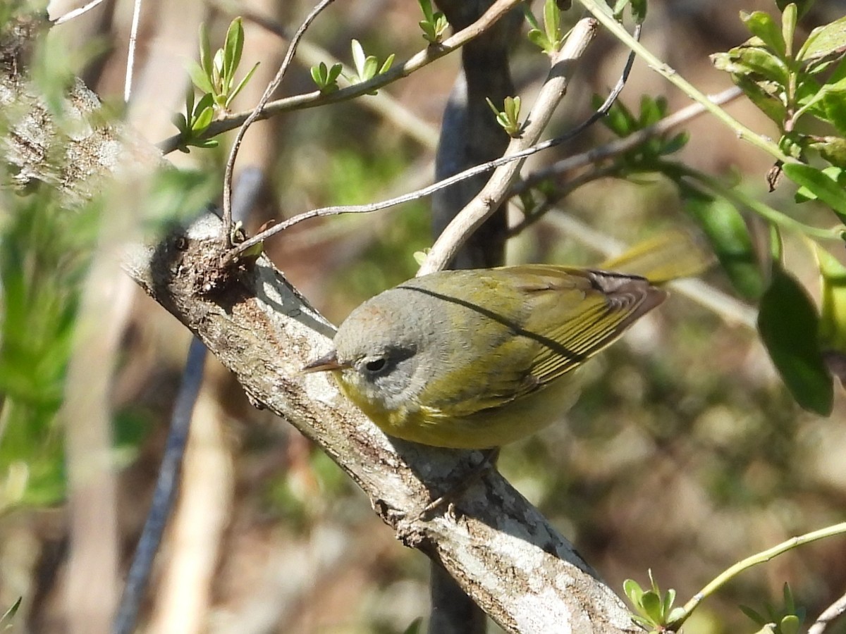 Nashville Warbler - ML613765704