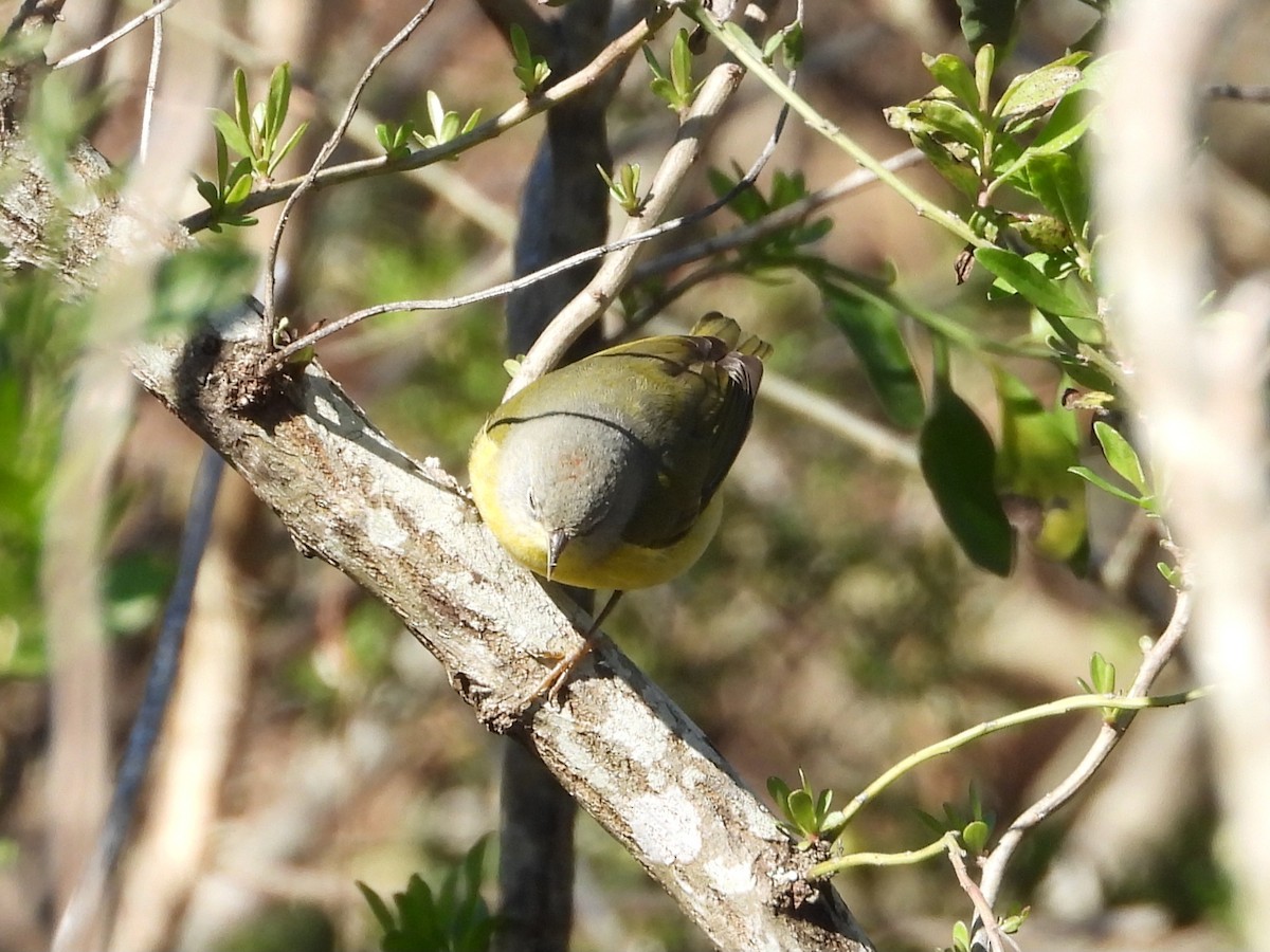 Nashville Warbler - ML613765705