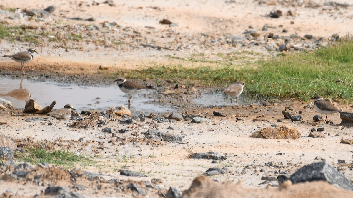 Kentish Plover - ML613765721