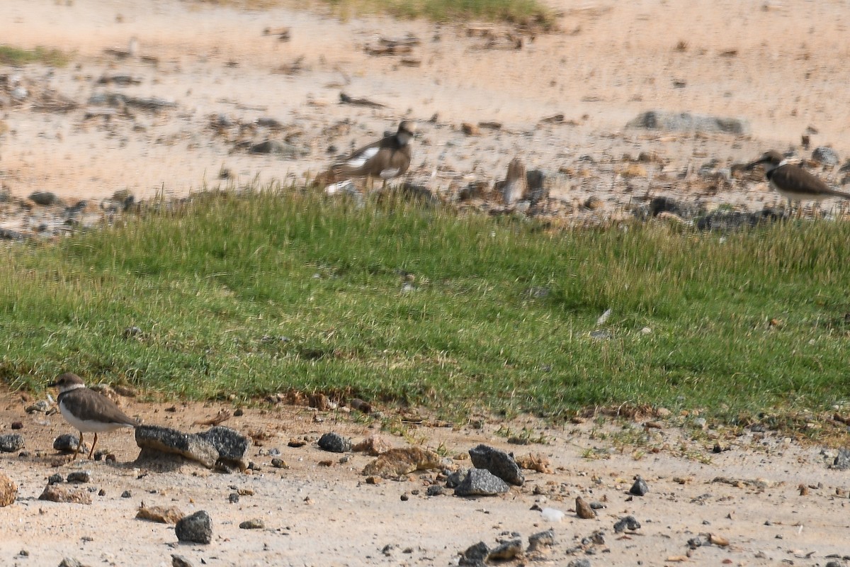 Little Ringed Plover - ML613765723