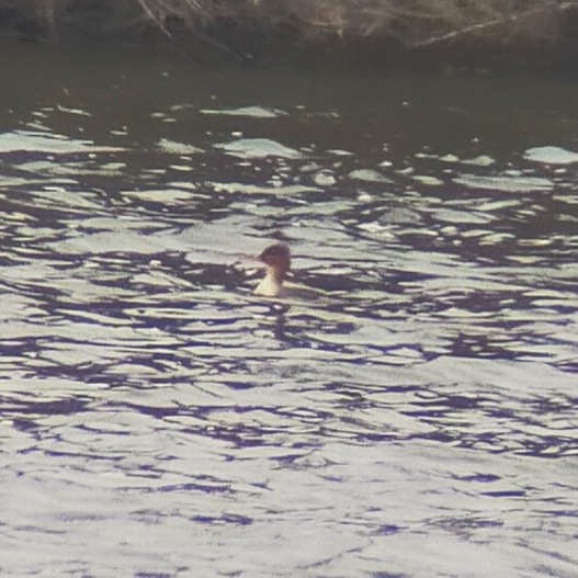 Red-breasted Merganser - ML613765762