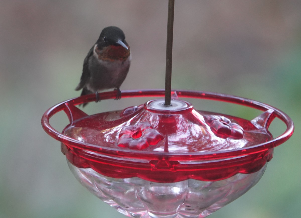 Ruby-throated Hummingbird - ML613765856