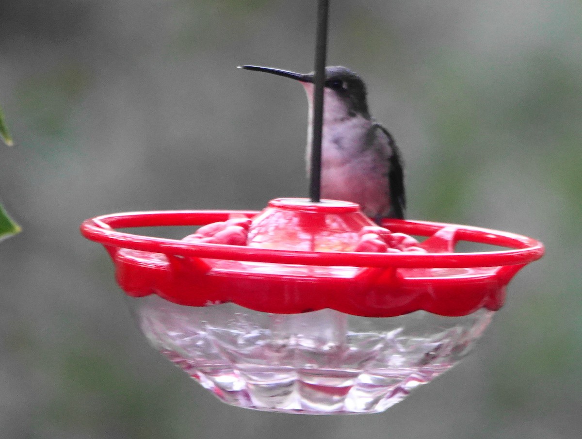 Ruby-throated Hummingbird - ML613765865