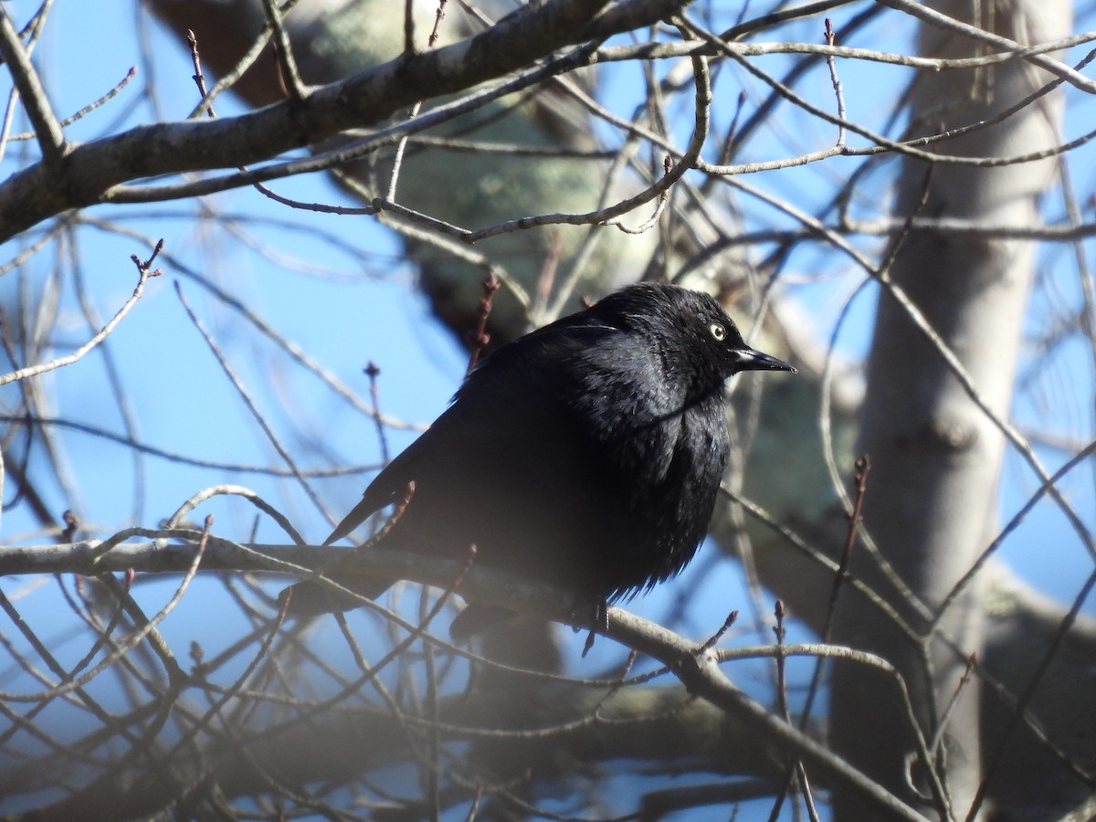 Rusty Blackbird - ML613765871