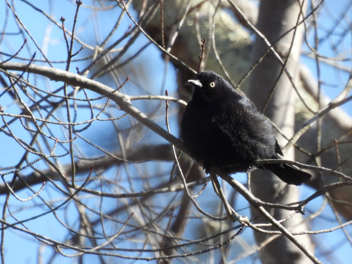 Rusty Blackbird - ML613765872