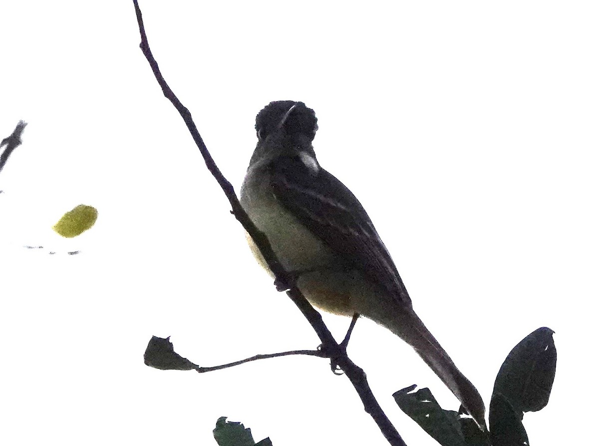 Great Crested Flycatcher - ML613765919