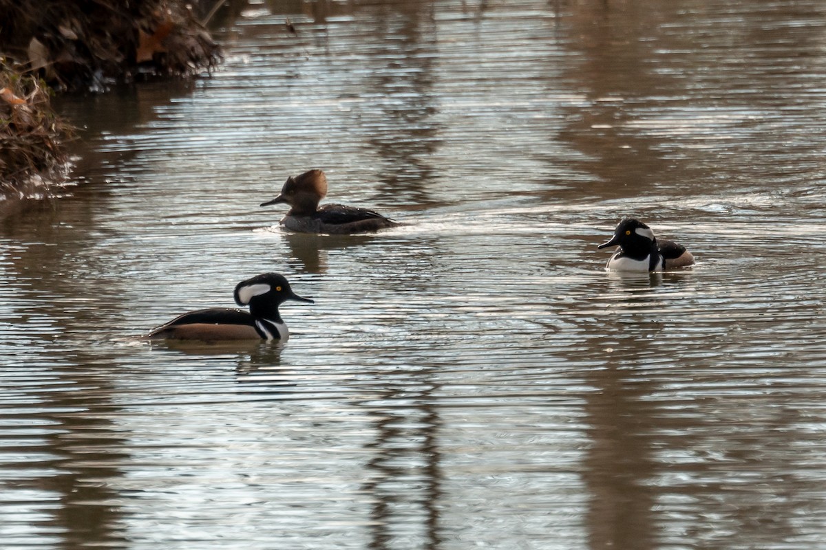 Hooded Merganser - ML613765971