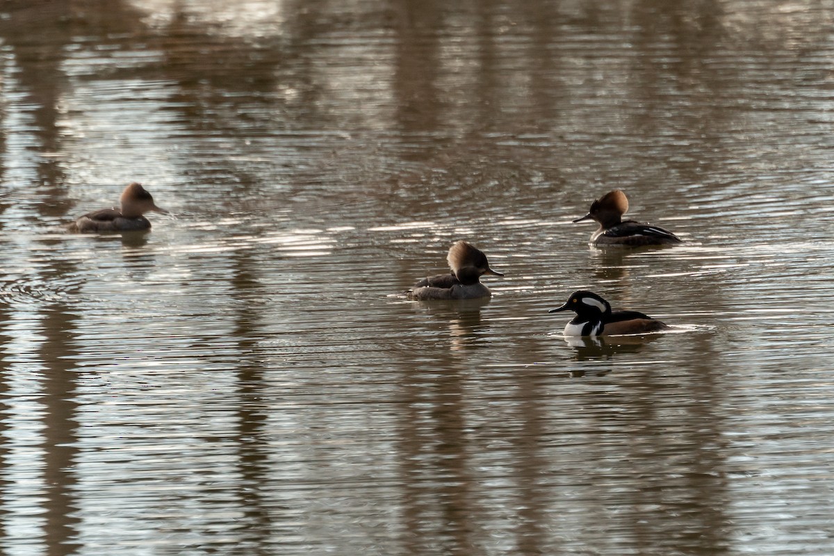 Hooded Merganser - Niki Robertson