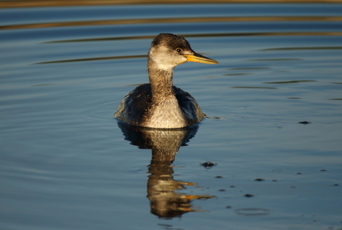 Red-necked Grebe - ML613765998